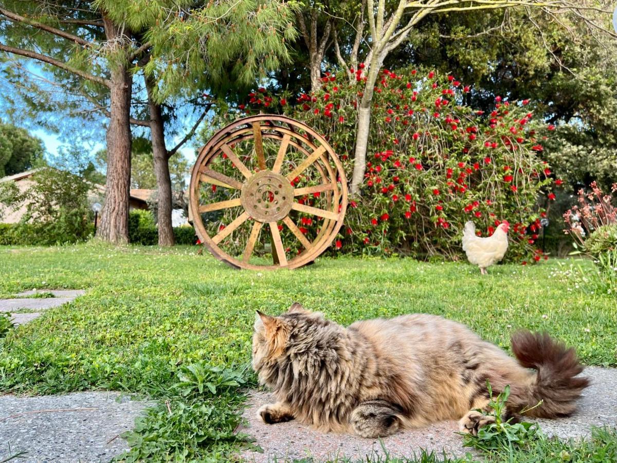 Agriturismo Salcino Grosseto Eksteriør billede